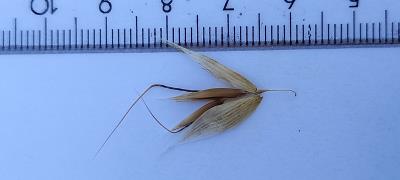 Click for 2 image(s) for this accession. Spikelet